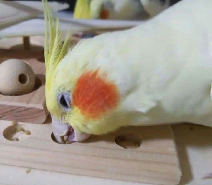 w12　⭐　フォージングトイセット⭐　バードトイ　文鳥　インコ