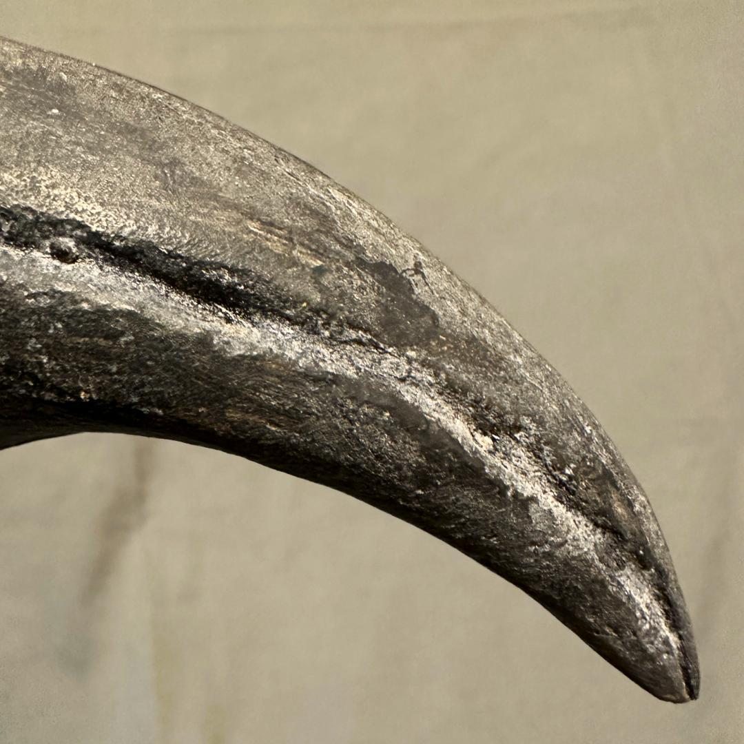 アロサウルス フットクロウ かぎ爪 化石標本 肉食恐竜 獣脚類 1499