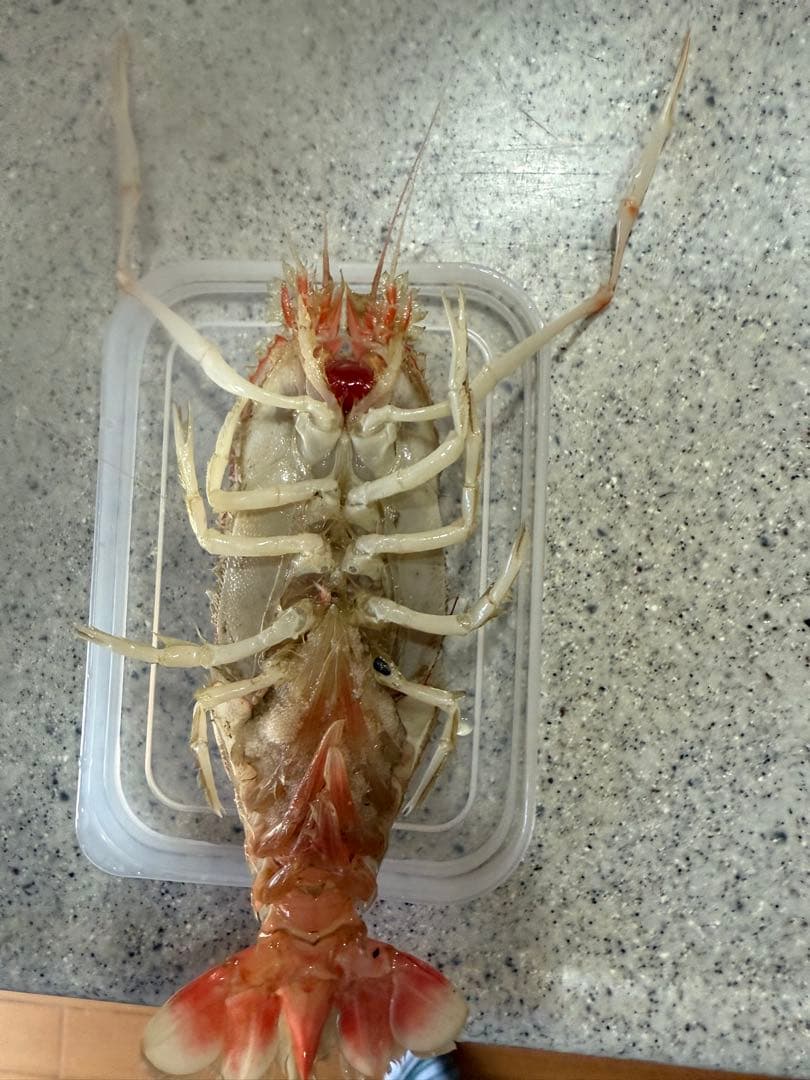 鬼*管様 貝