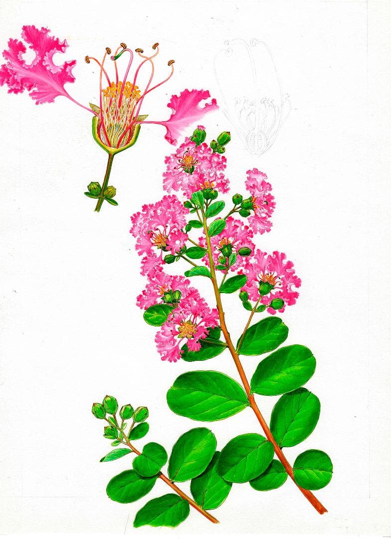 【絵画】ボタニカルアート　「サルスベリ」原画