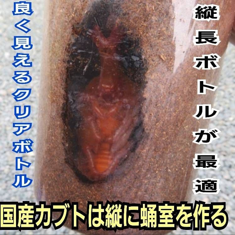 発酵マット入り！国産カブトムシ幼虫1頭飼育専用縦長クリアボト【20本セット】