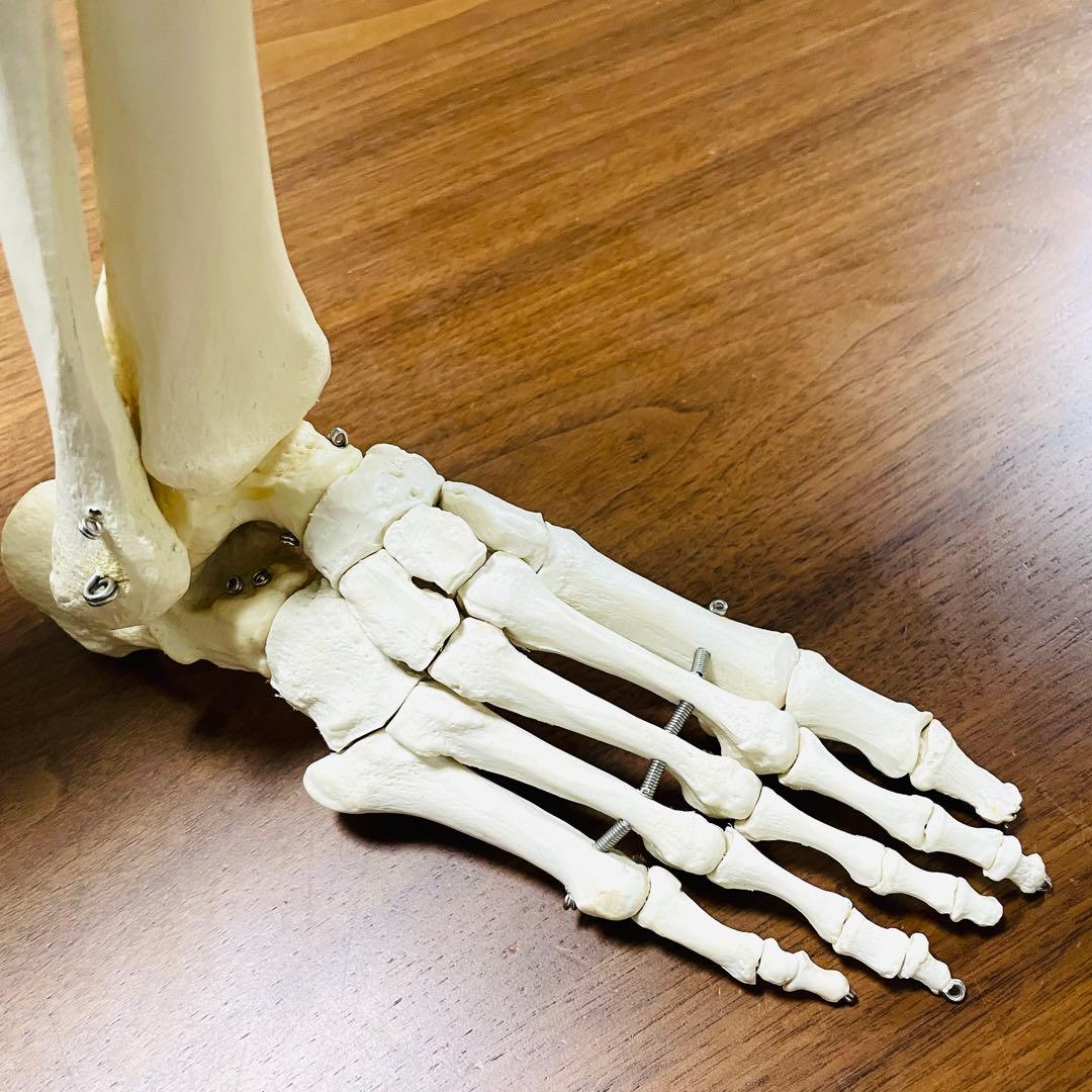 【中古品】人体模型 腕足セット バラ売り不可