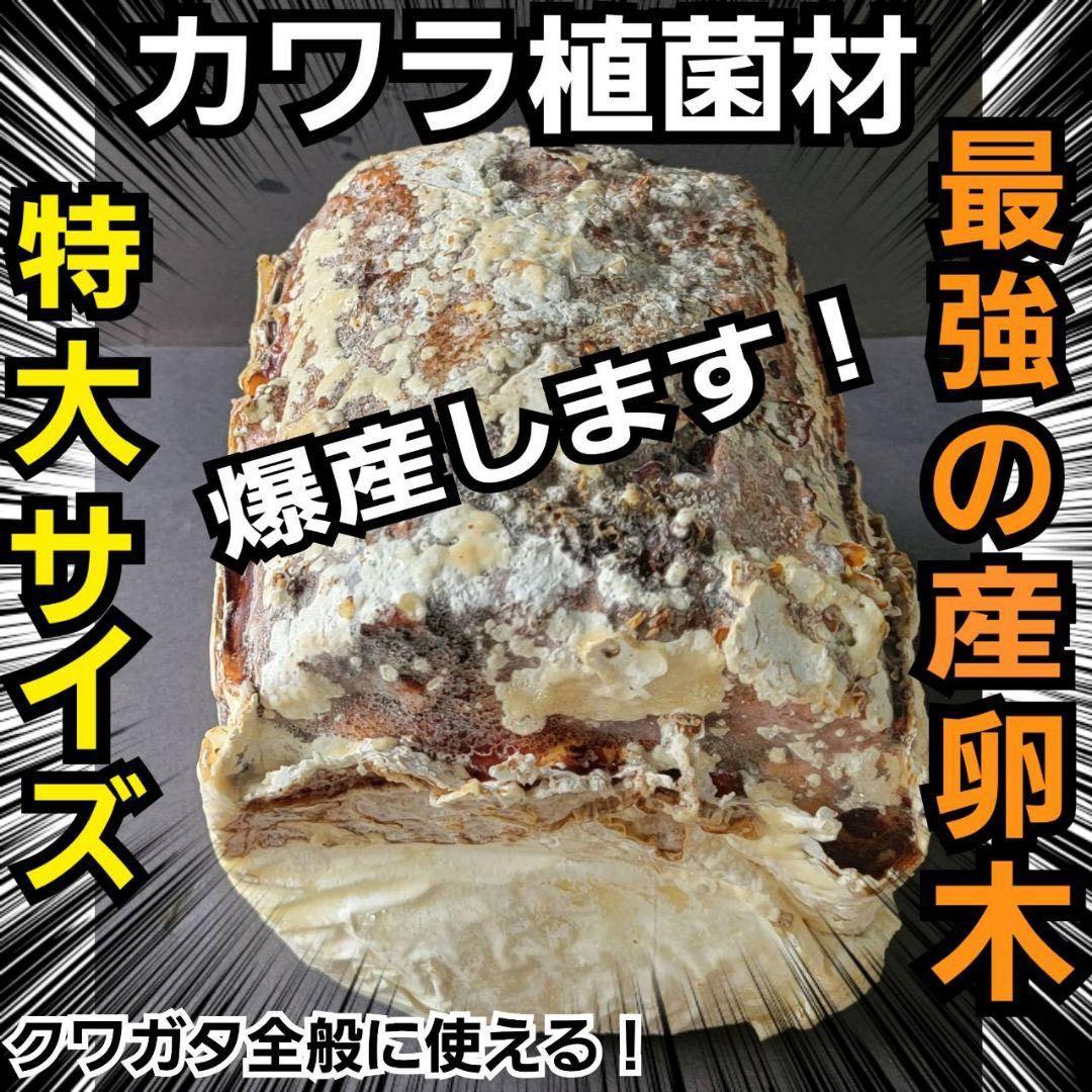 最強のクワガタの産卵木！　カワラ植菌材【4本】特大Lサイズ　カビない！　加水不要