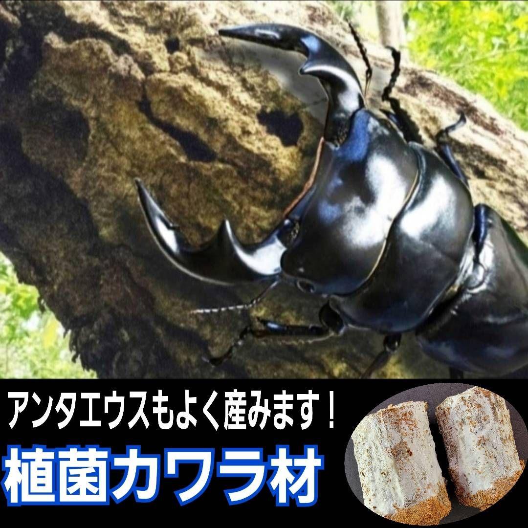 最強のクワガタの産卵木！　カワラ植菌材【4本】特大Lサイズ　カビない！　加水不要