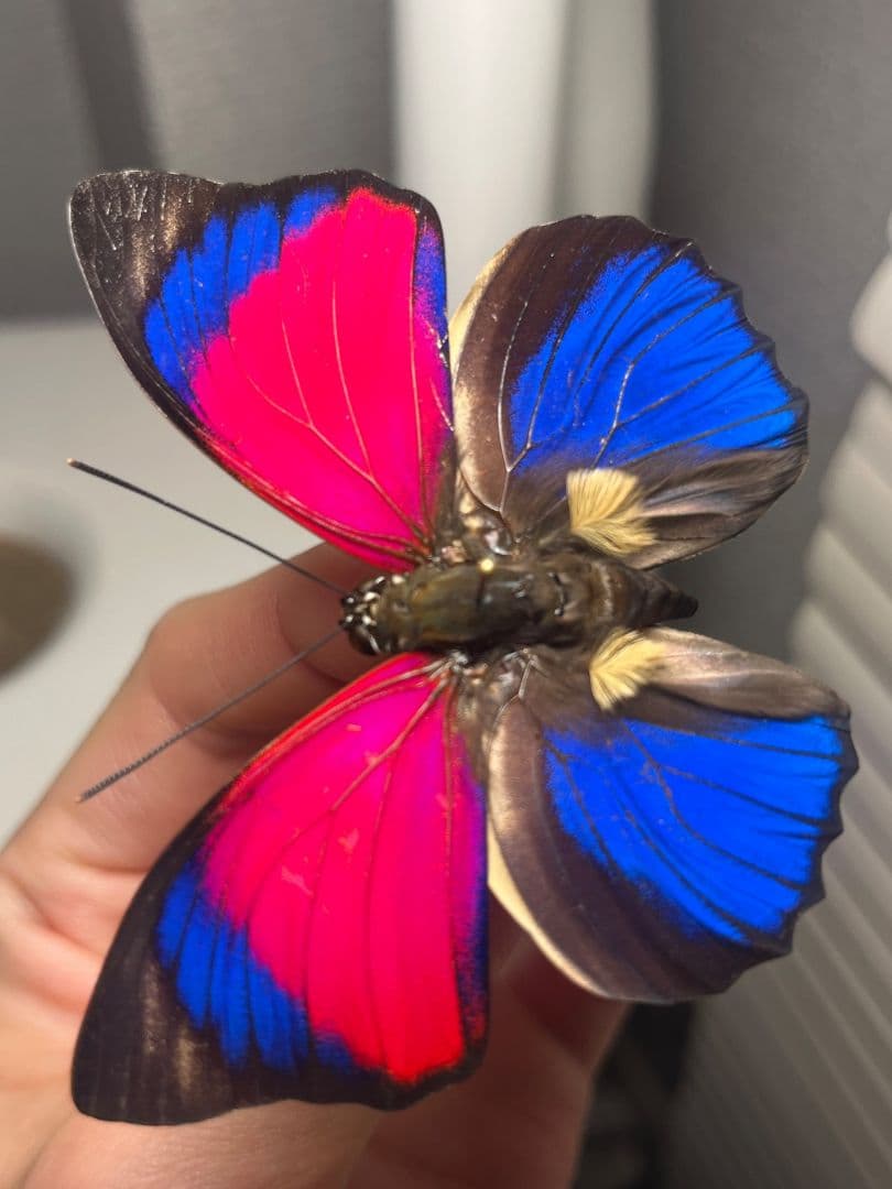 【発光感有】アグリアスクラウディナサルダナパルス♂ ミイロタテハ 蝶標本 甲虫