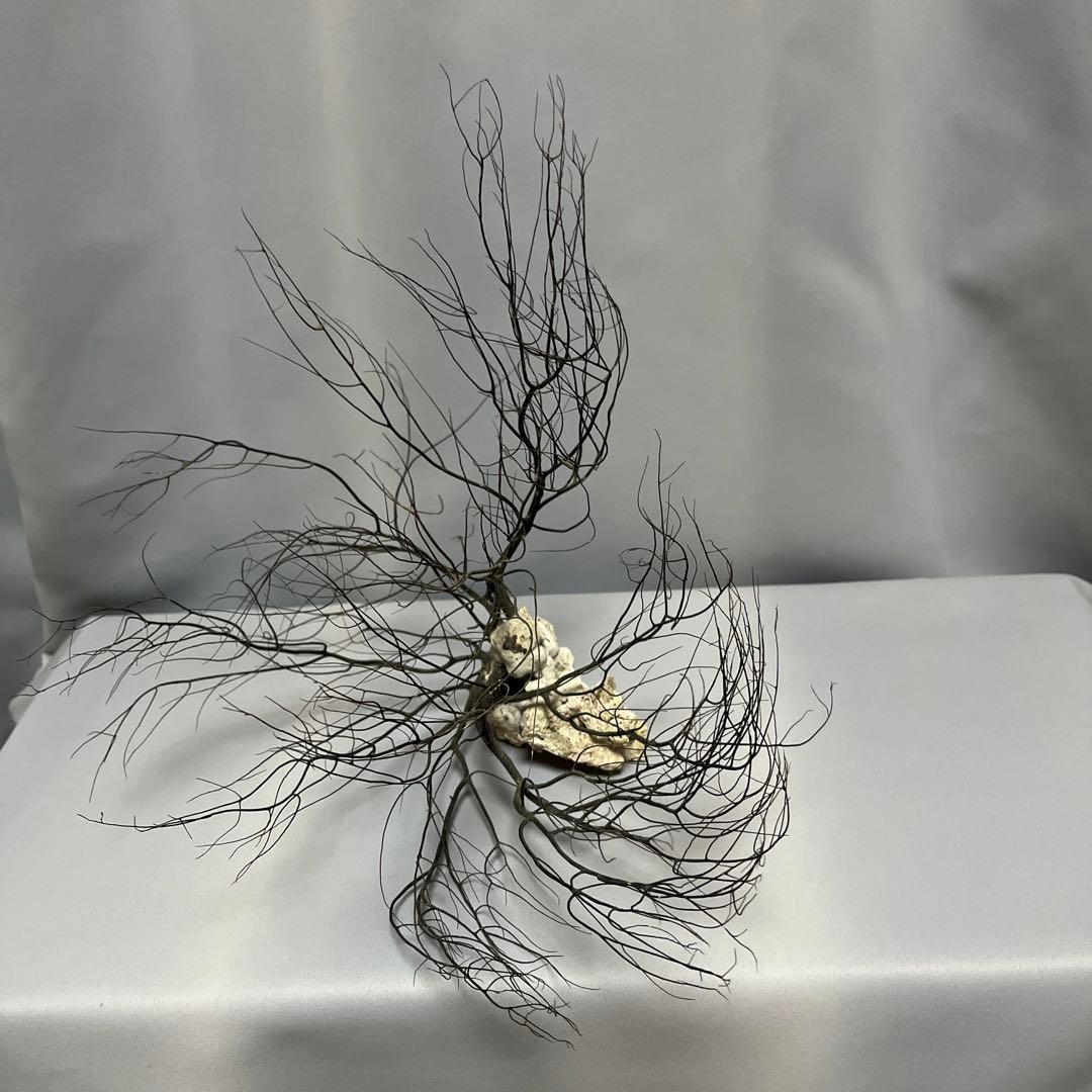 深海松　海松
