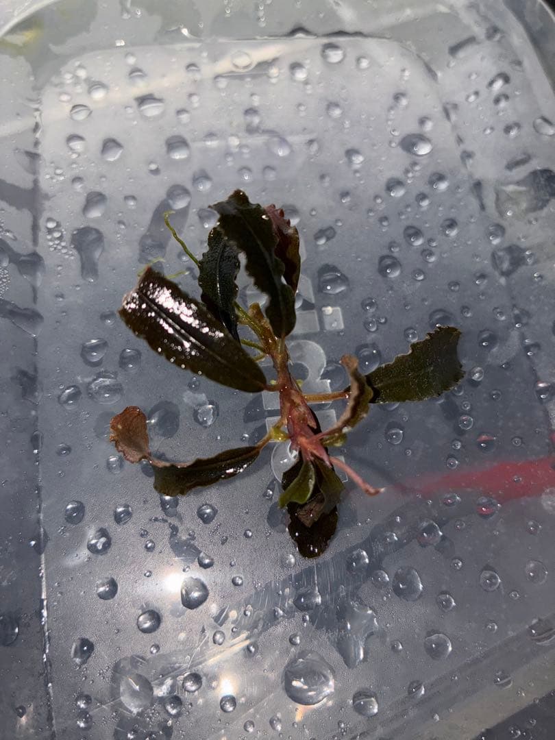 水草　掲載用