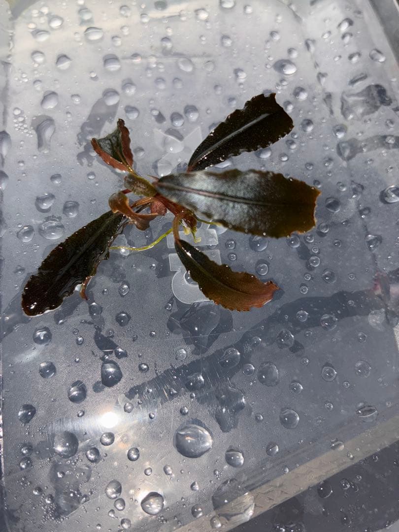 水草　掲載用