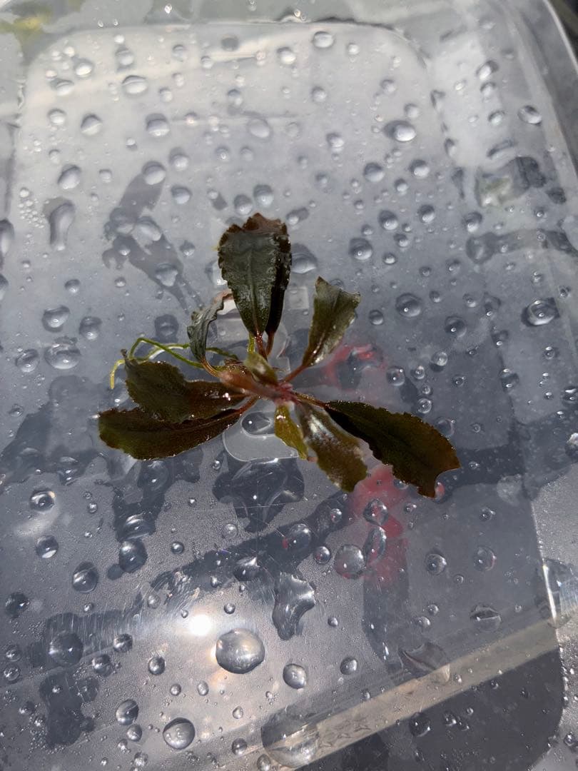 水草　掲載用