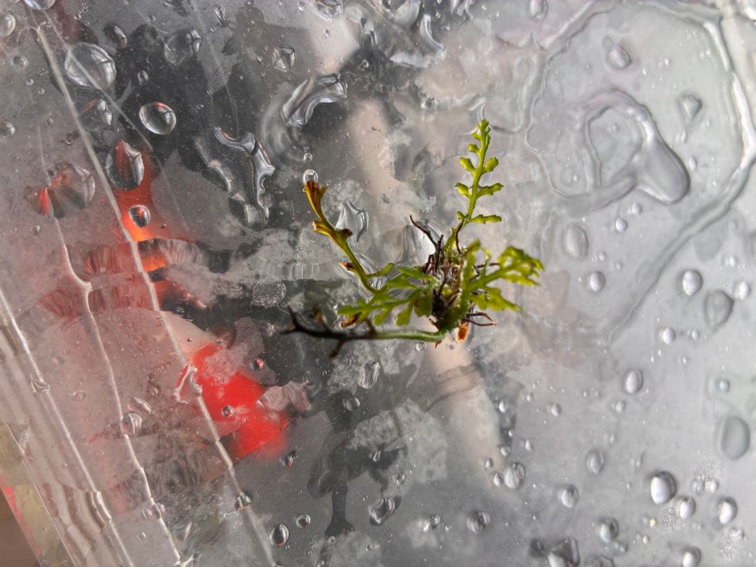 水草　掲載用