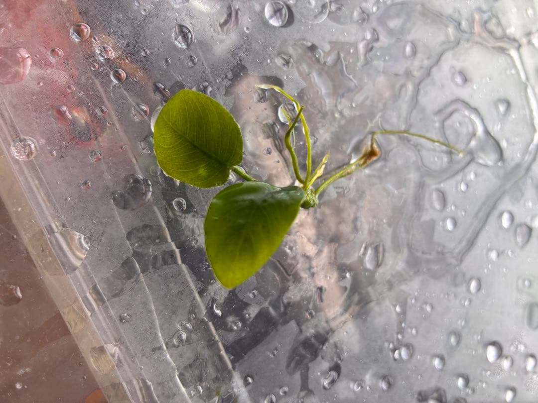 水草　掲載用