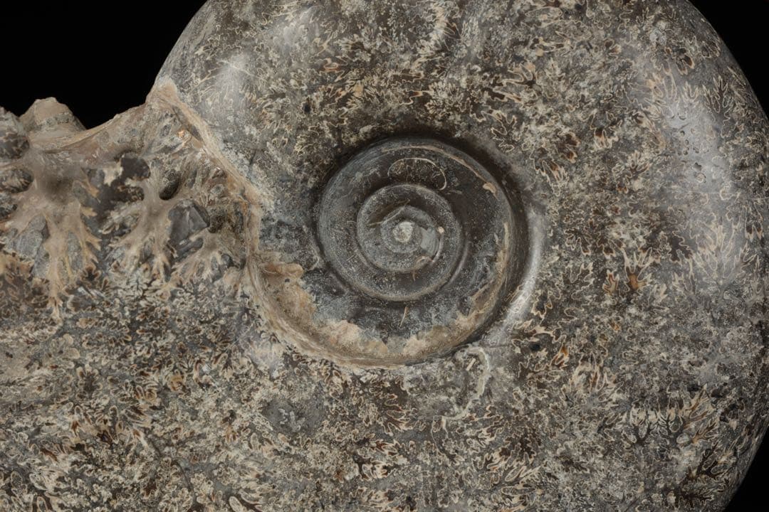 天然アンモナイト化石 重量3.2kg 台座付 古生物標本 鑑賞石 古美術 骨董品