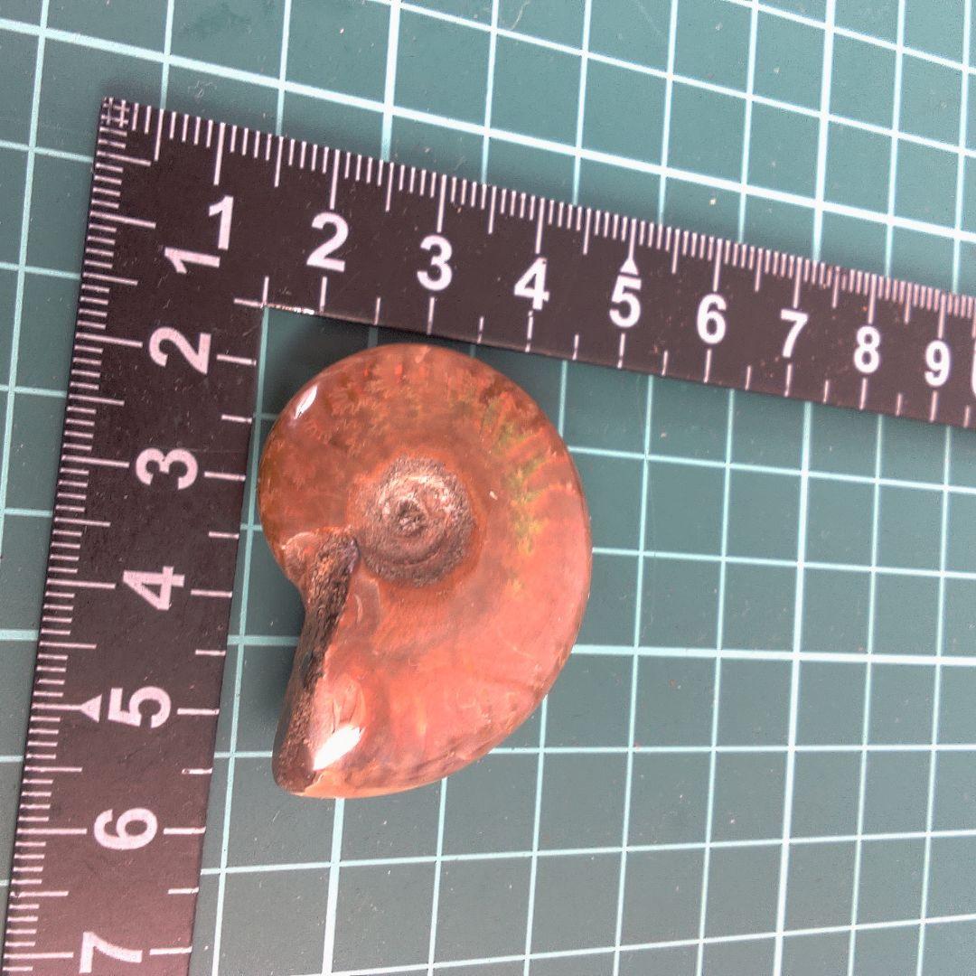 小物１ オレンジ色 アンモナイト化石