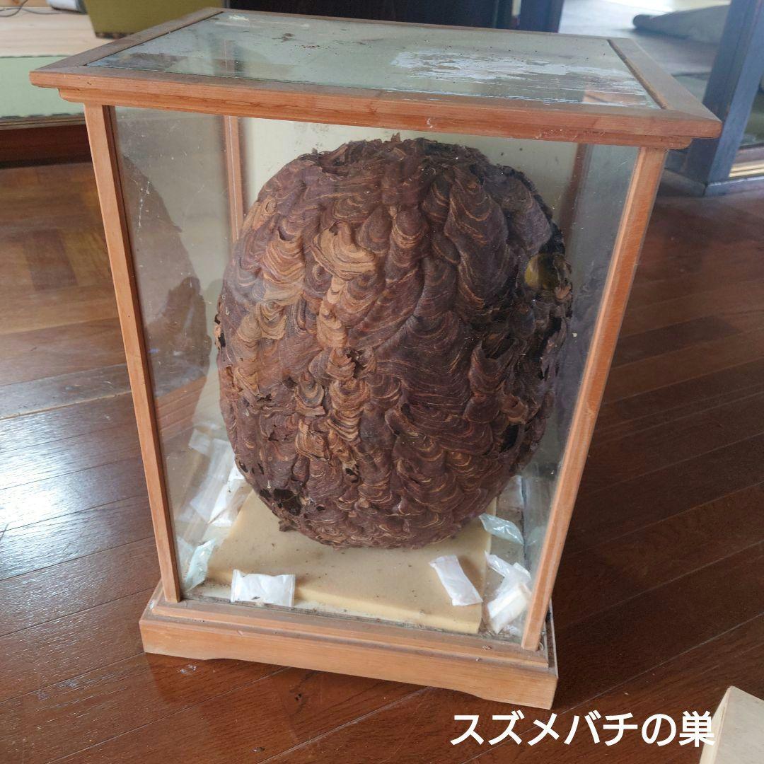 ハチの巣 ガラスケース入り