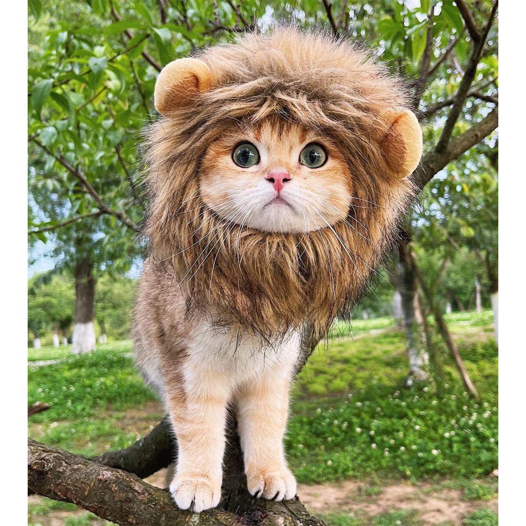 ライオンコスチューム 猫用 Mサイズ
