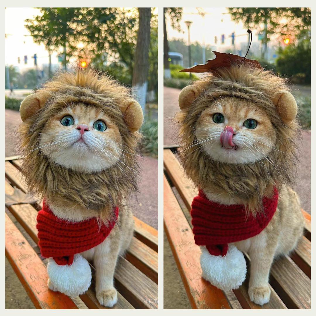 ライオンコスチューム 猫用 Mサイズ