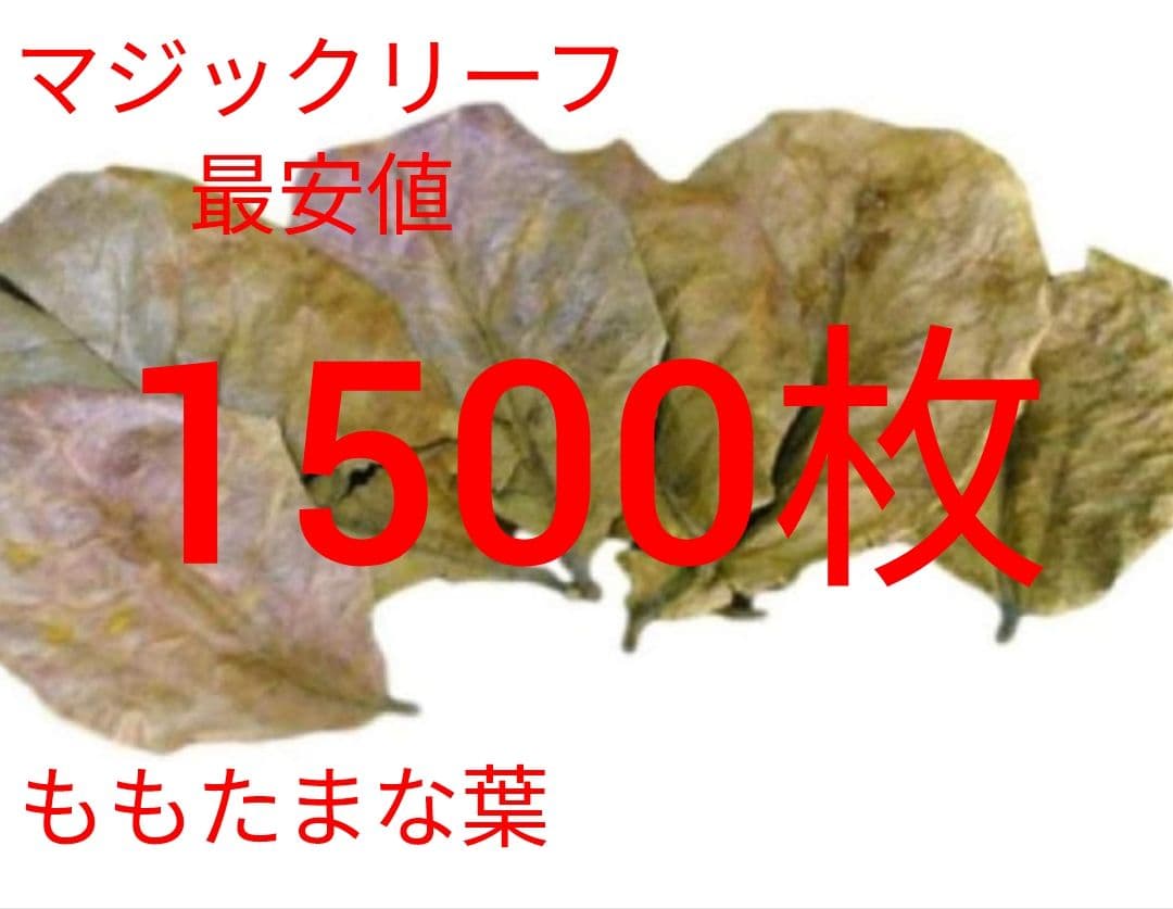 とし大小様々　無農薬マジックリーフ　天然ももたまな葉　1500　枚