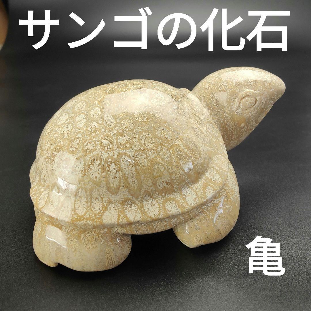 1 サンゴの化石　亀　(大)　天然石　 菊目石　珊瑚　コラール　縁起物　魔除け