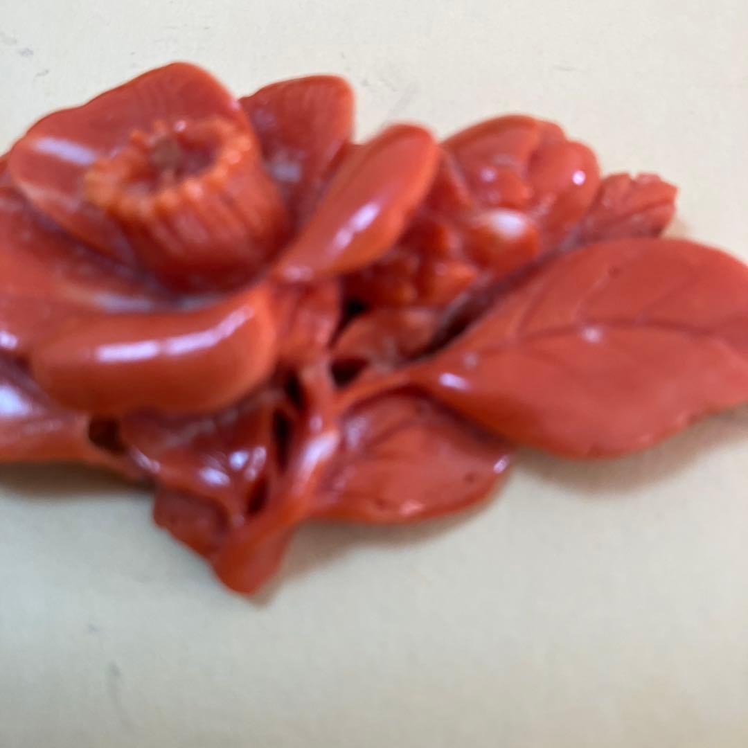 珊瑚