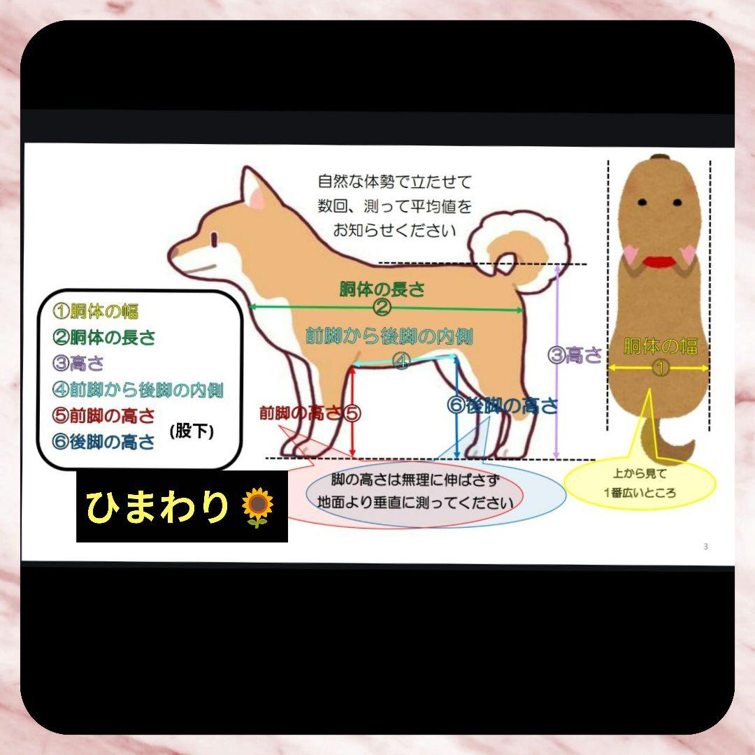 トイプードル4輪　リハビリ　食事補助　犬用車椅子　体制維持　犬の歩行器