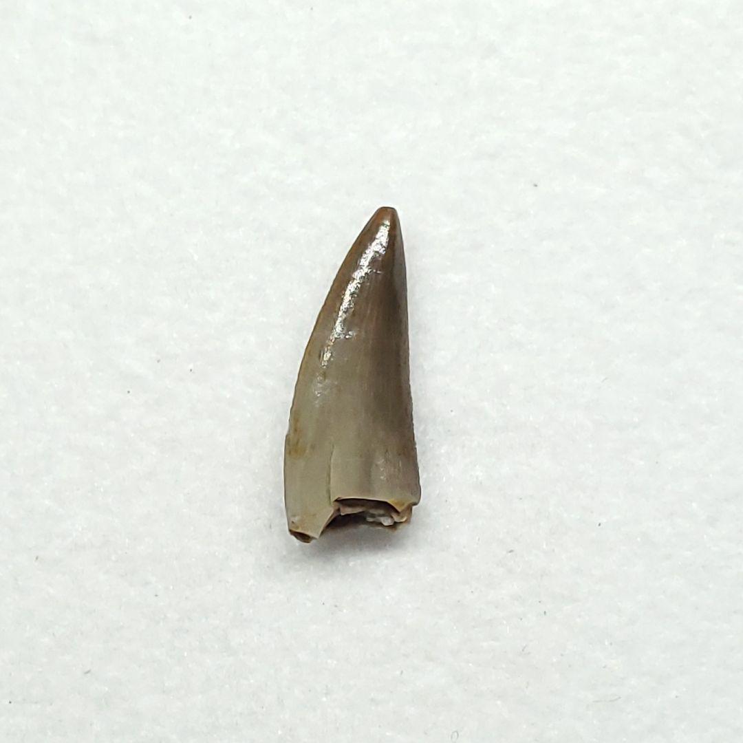 希少 コエロフィシス 化石 歯 本物 ニューメキシコ州産10.05mm fr82