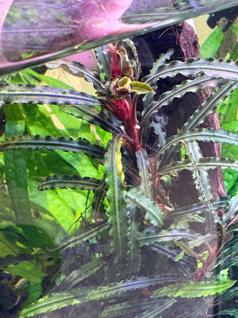 【水中葉】ブセファランドラ sp.Black Wave【流木付き】