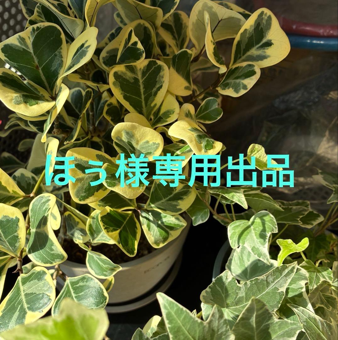 ぽぅ出品