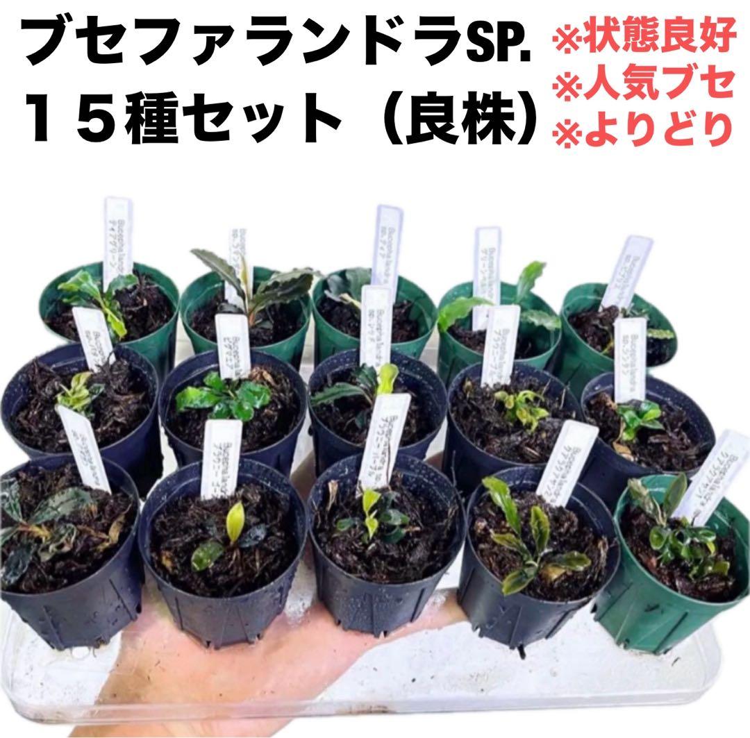 専用◆特◆ブセファランドラSP.よりどり15セット（良株） #ブセさかな屋 クダ