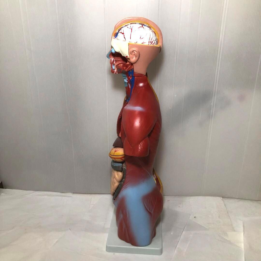 人体模型　解剖
