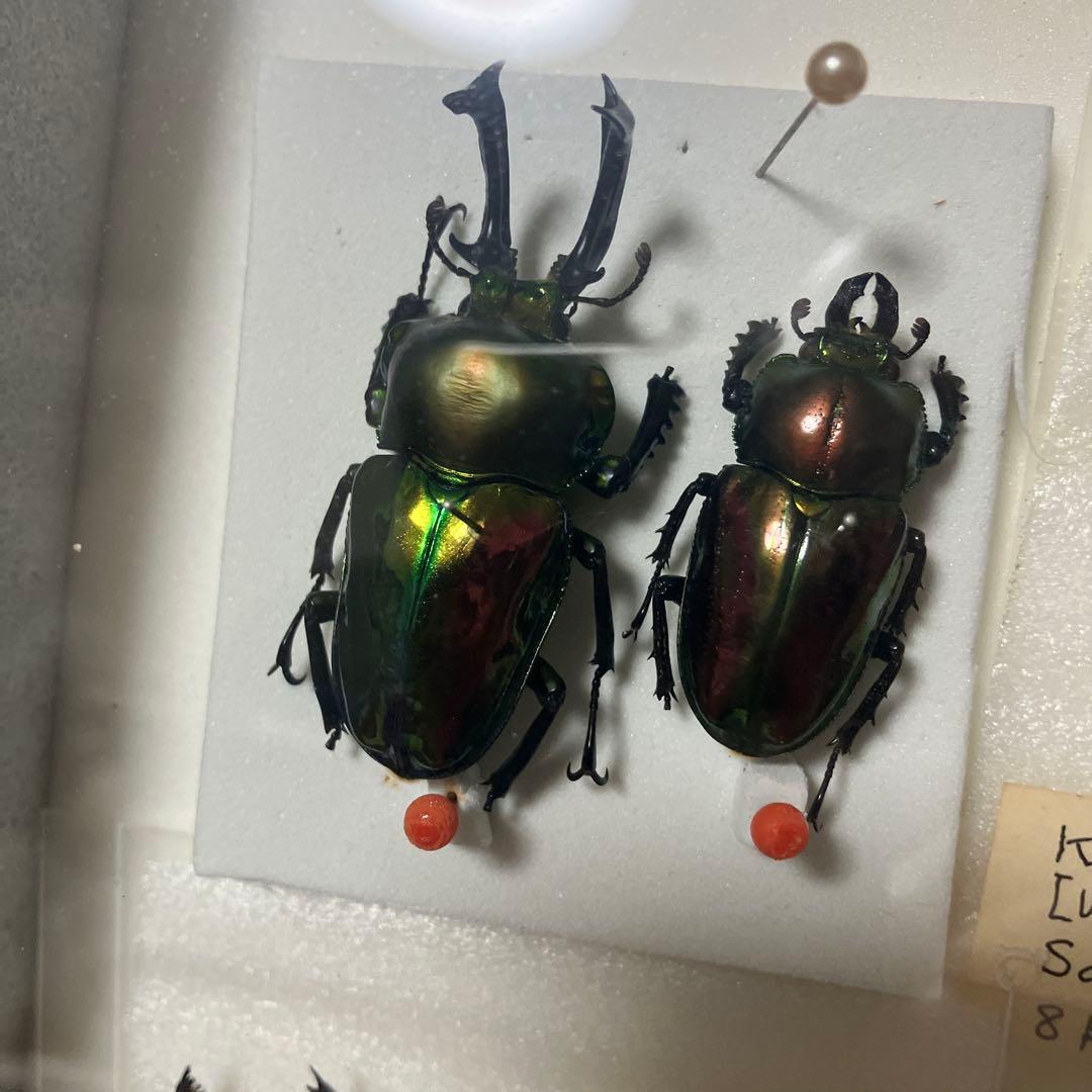 クワガタ標本セット フレーム付き