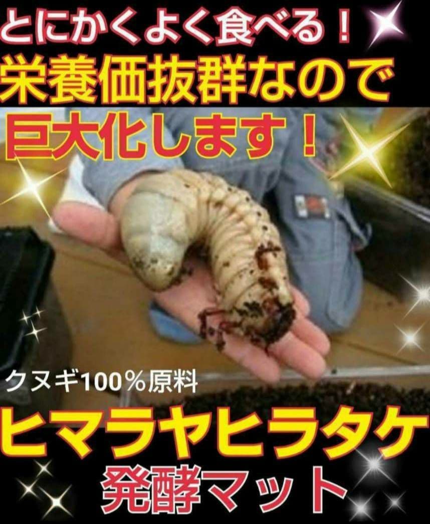 幼虫が丸々太ります！80リットル☆ヒマラヤひらたけ発酵カブトムシマット栄養価抜群