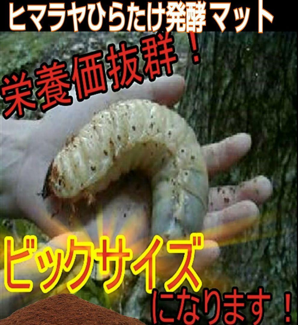 幼虫が丸々太ります！80リットル☆ヒマラヤひらたけ発酵カブトムシマット栄養価抜群
