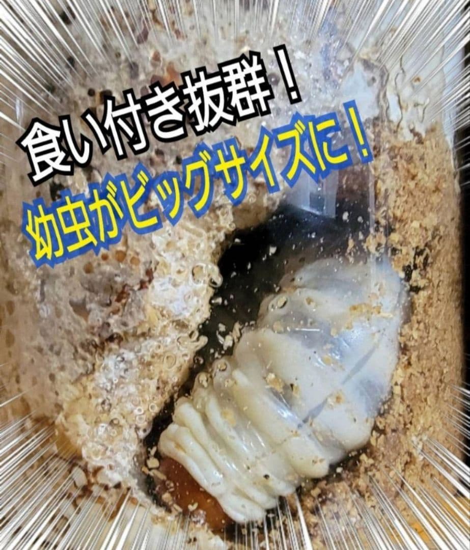 極上！カワラタケ菌糸瓶　特大1500ml【5本】特殊アミノ酸強化配合！デカクなる