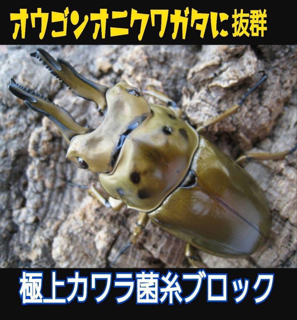 極上！カワラタケ菌糸瓶　特大1500ml【5本】特殊アミノ酸強化配合！デカクなる