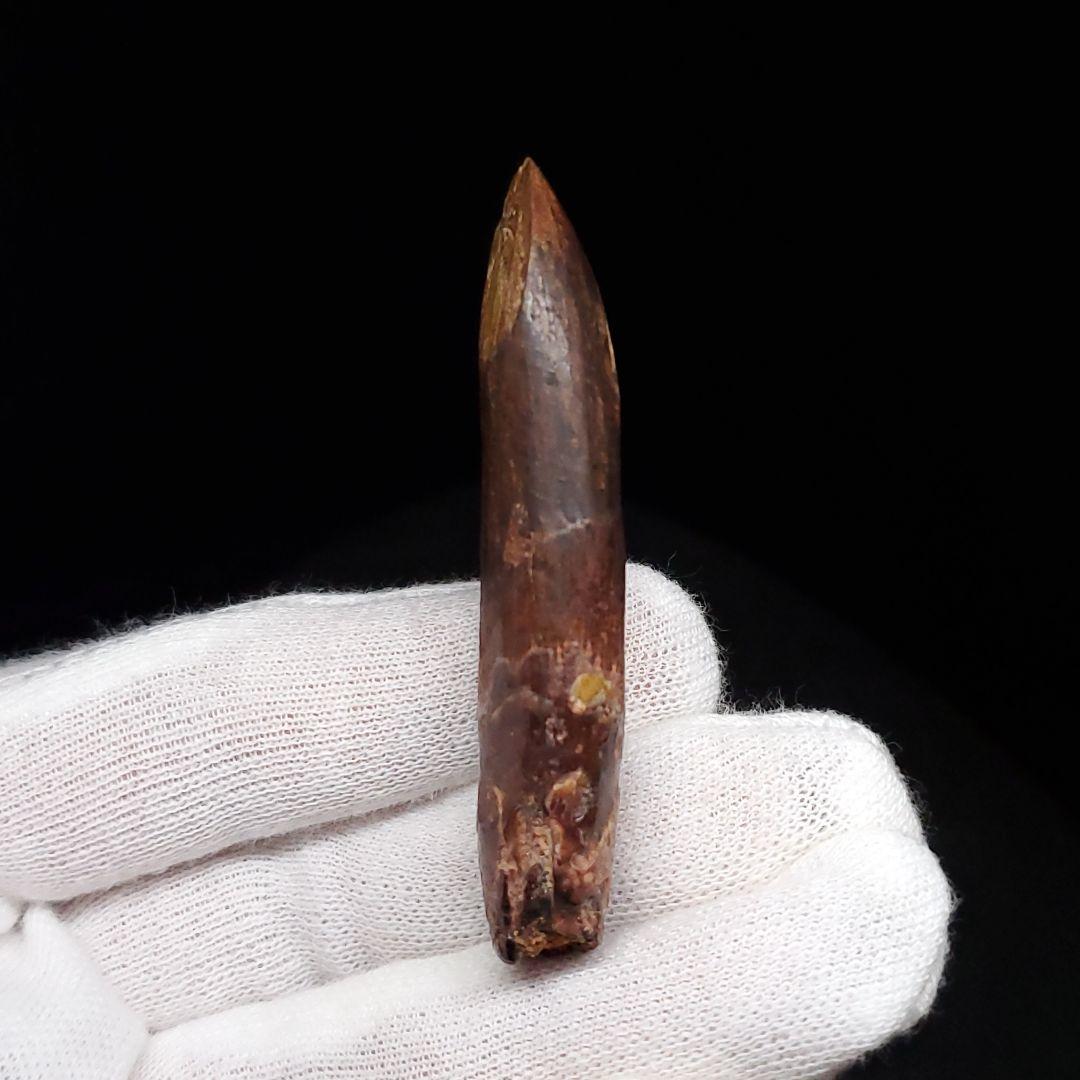 極上 レッバキサウルス 歯 化石 本物 モロッコ産 61.80mm  fr104