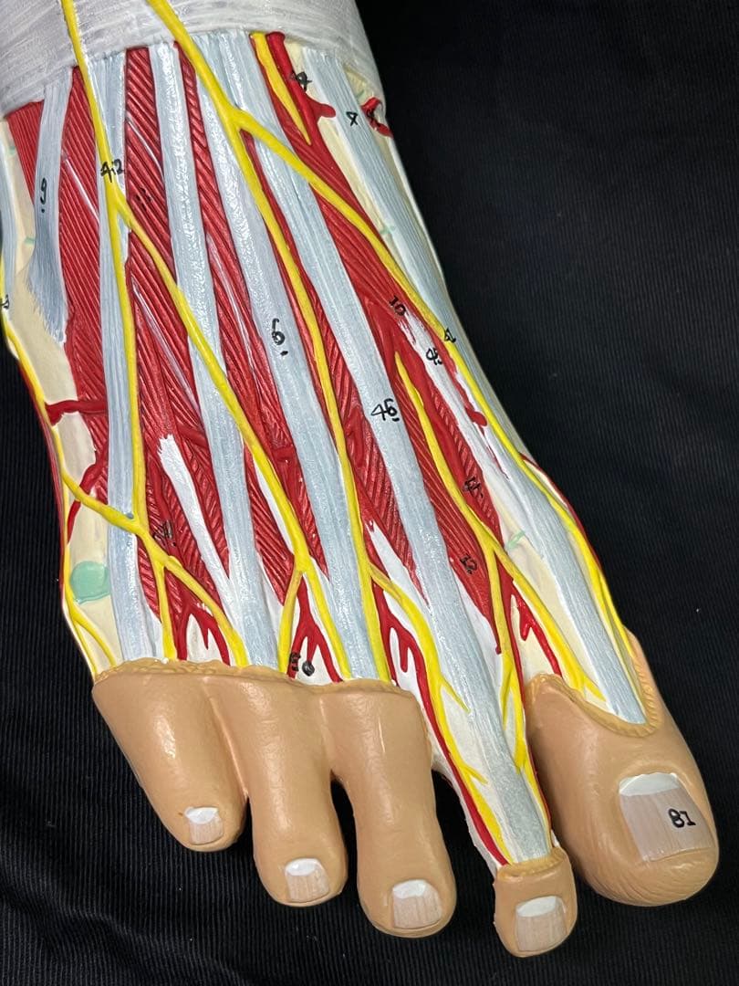 足　筋肉　模型 9分解　人体模型