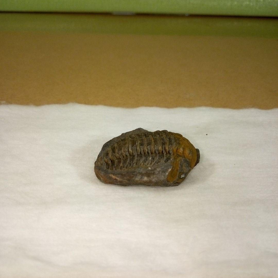三葉虫　化石　三葉虫化石　究極のレトロ　fossil　ボリビア産　化石管理番号⑮