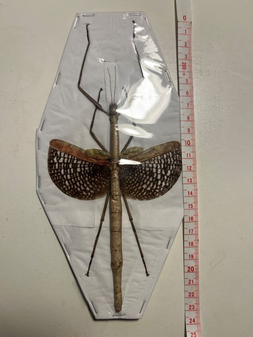 【極美】ブルナナフシ250mm程 コノハムシカマキリマンティス昆虫標本