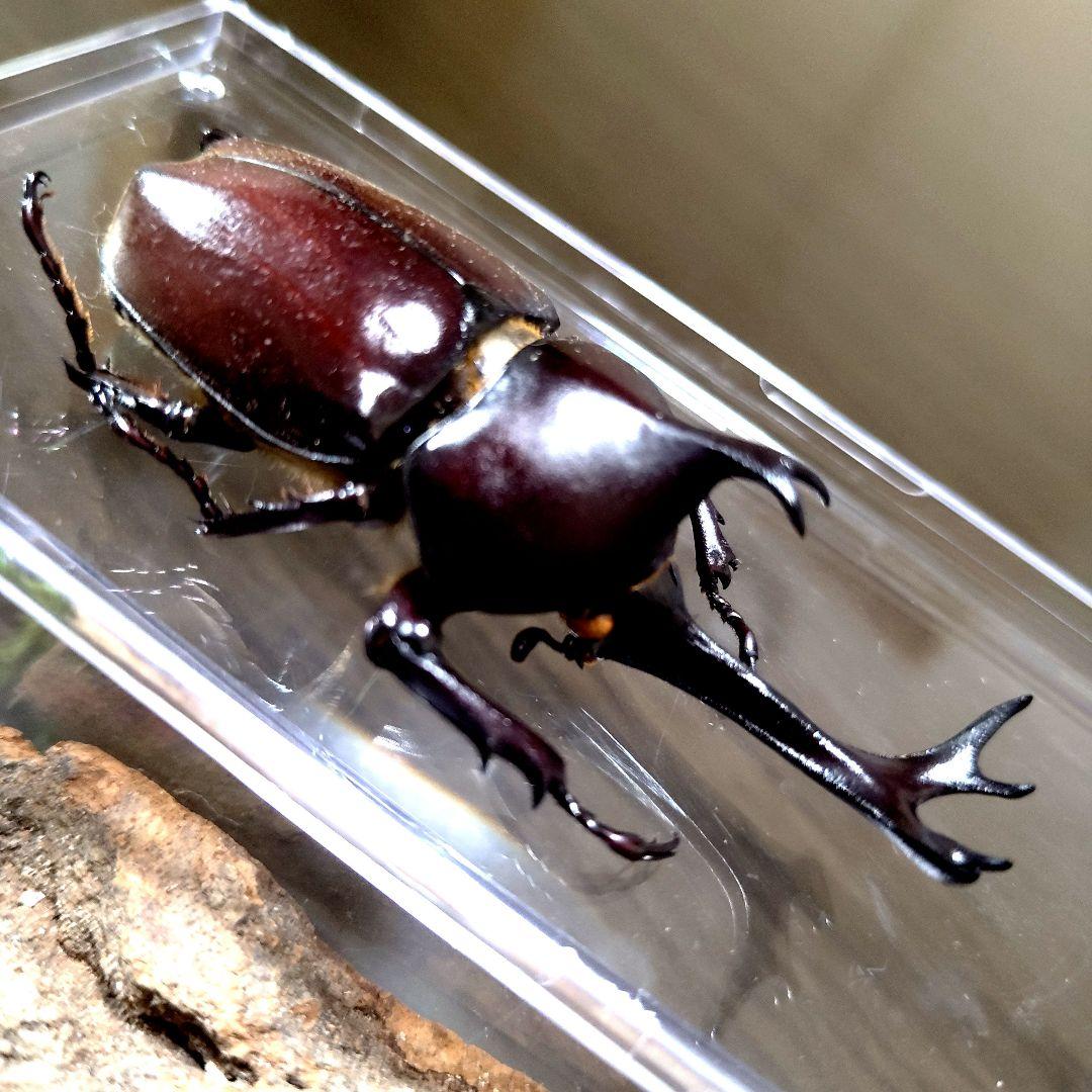 野生極美特大超巨大頭角19.7mm体長80mmぐらい黒ブラックカブトムシ昆虫標本