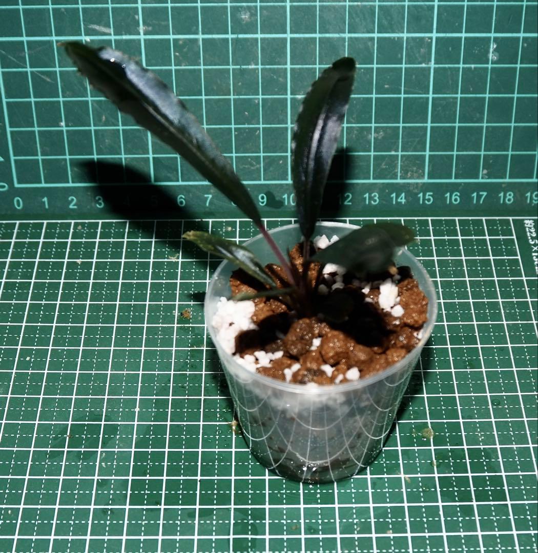 Bucephalandra sp\