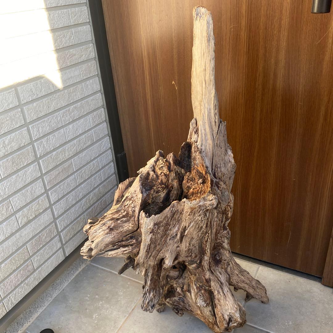 【ハマ流木】