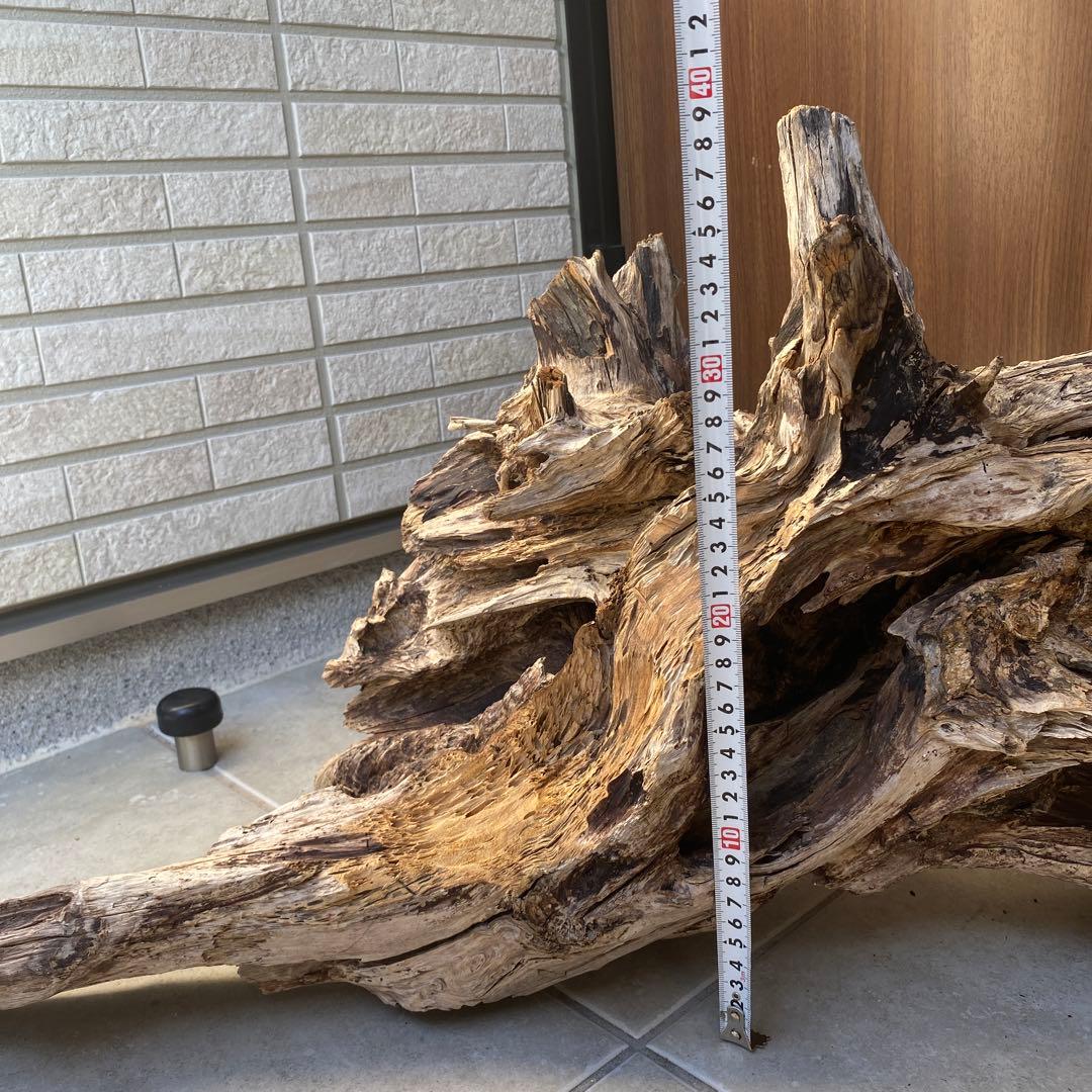 【ハマ流木】