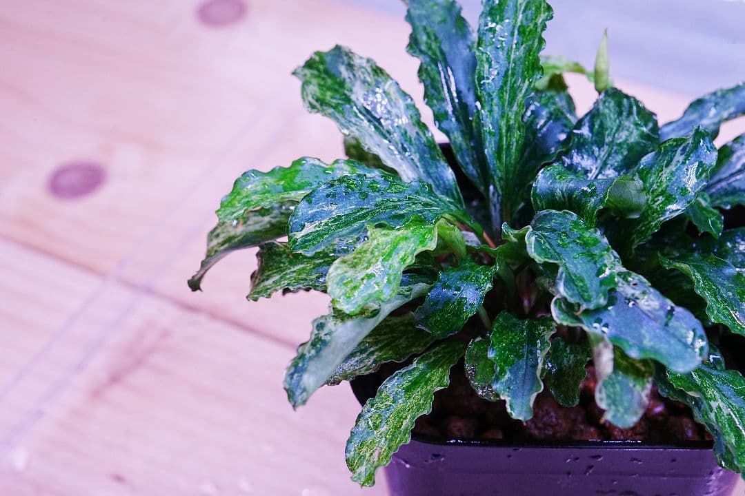 ブセファランドラsp. グリーンウェービー 斑入り バリエガータ　水上葉　無農薬