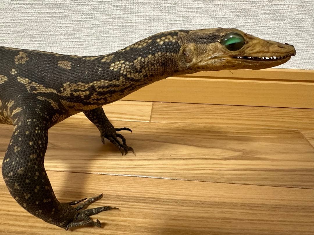 サルバトールモニターミズオオトカゲ剥製