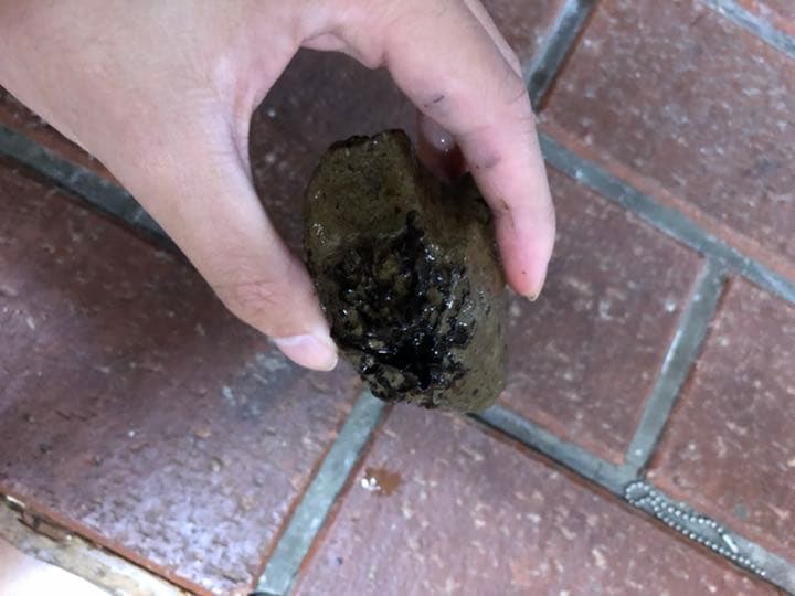 宮沢賢治　バタグルミ化石　土付き　水中保管