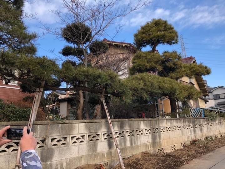 松の木