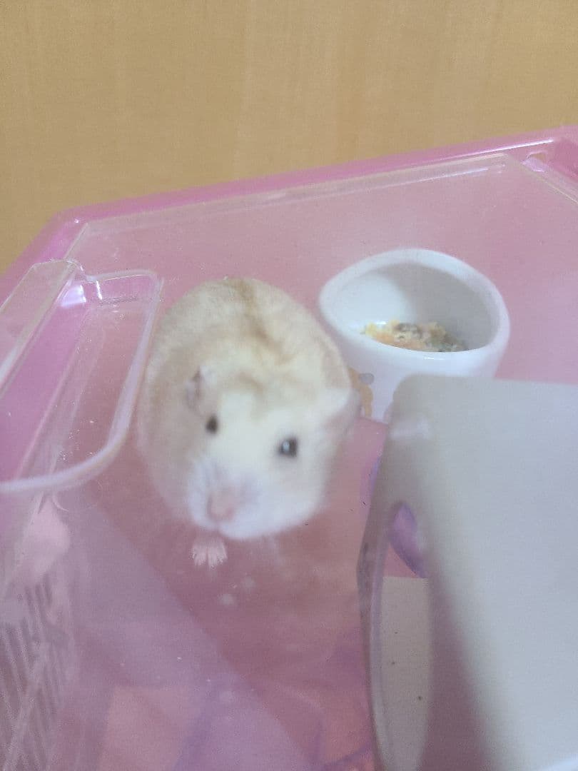 写真集。