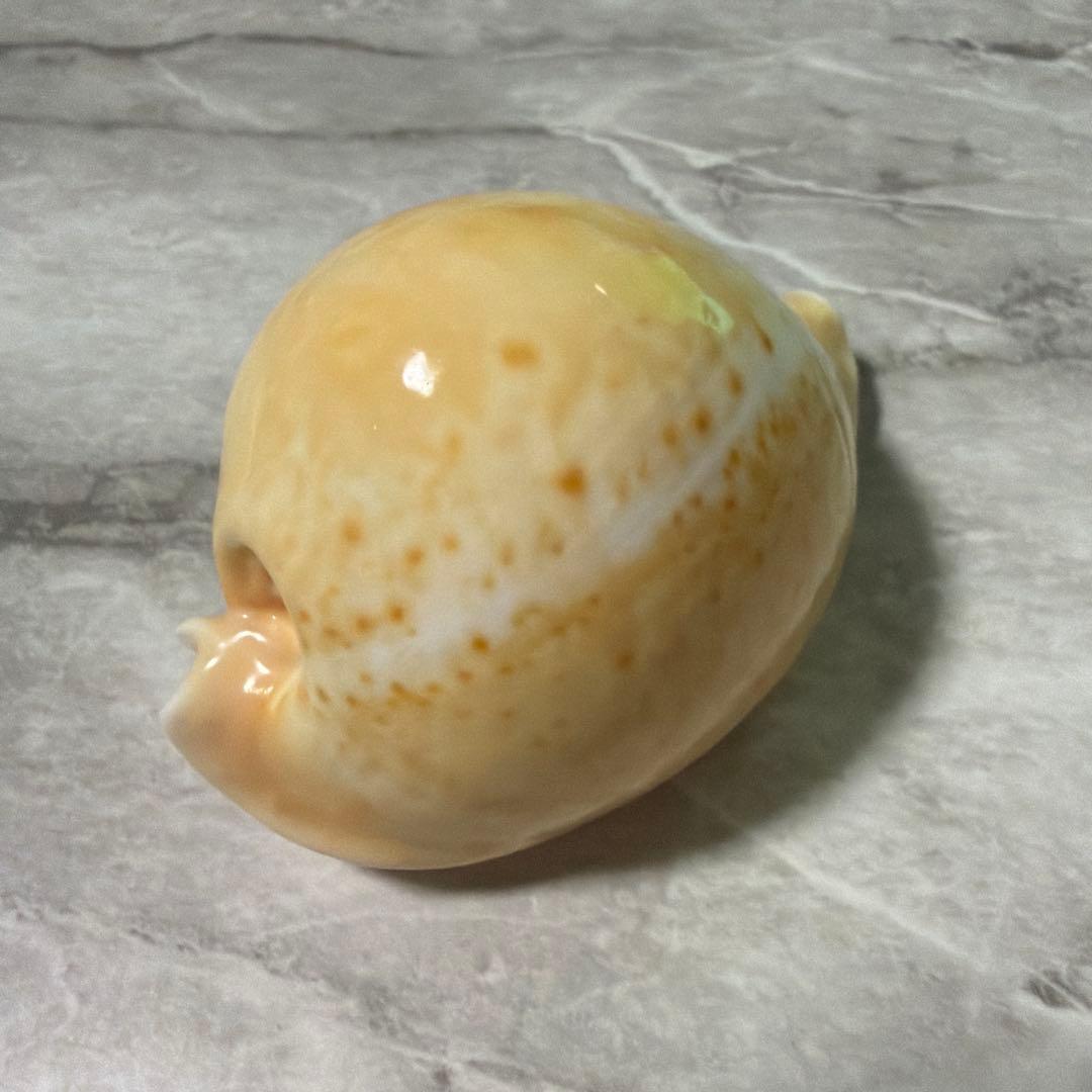 (大型)ウスアカネダカラ　薄茜宝貝　貝殻　コレクション　タカラガイ　ラベル付き