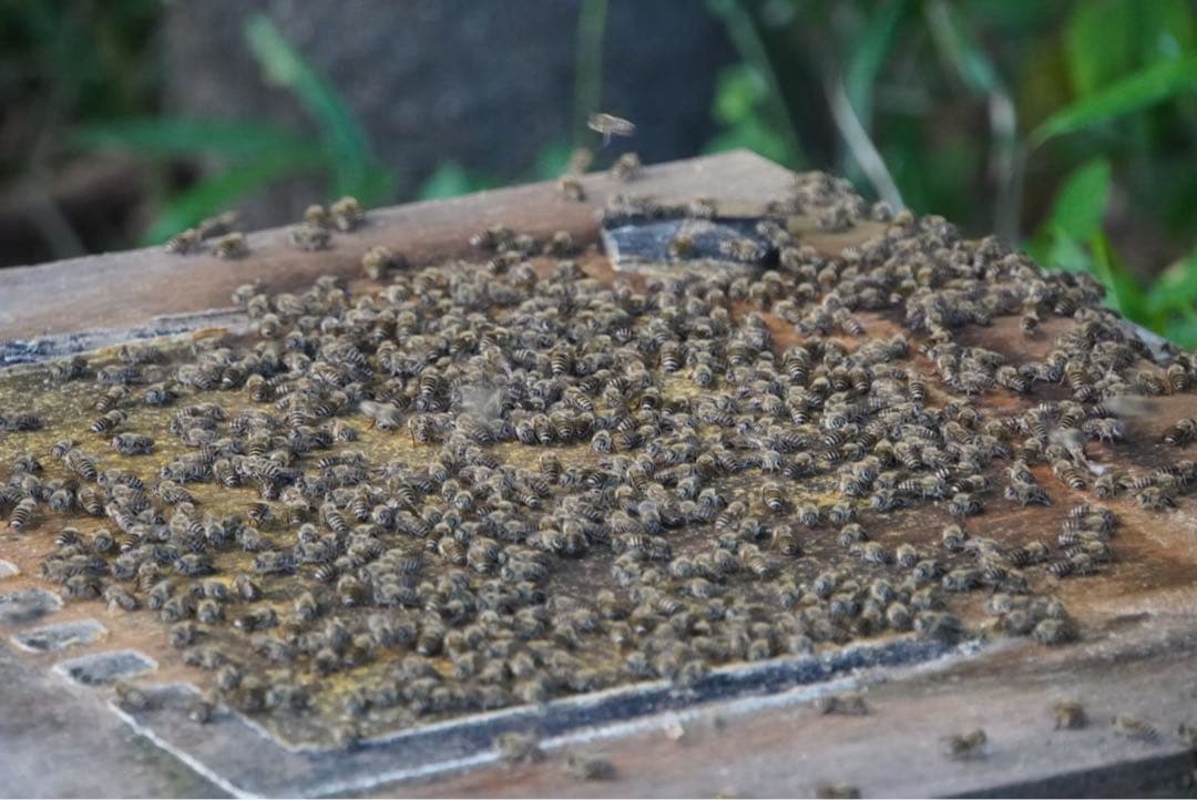 はちみつ　日本蜜蜂のハチミツ　奥山の奥の蜂蜜と花粉入りハチミツ