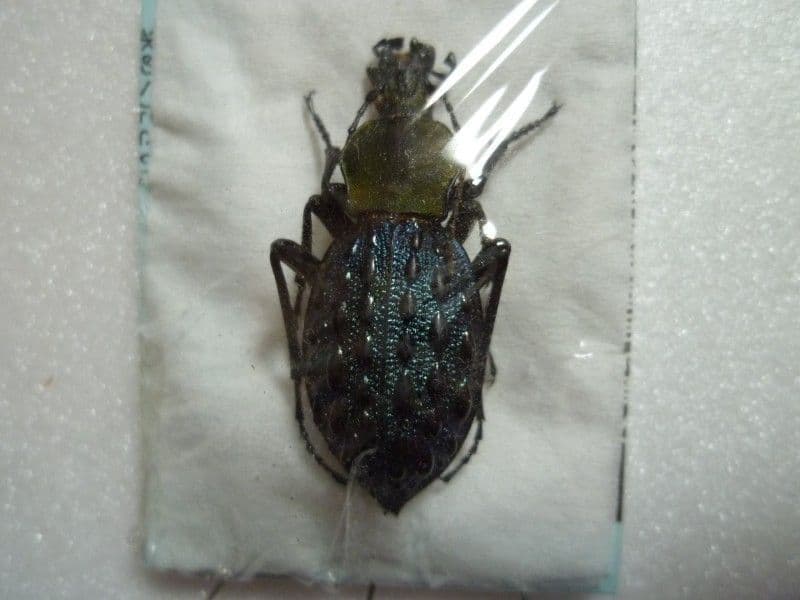 【外国産オサムシ標本】緑と青のイボカブリモドキ/甘粛省.小各龍山産/39mm